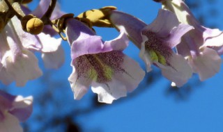 泡桐树什么时候开花 泡桐树什么时候开花,花什么颜色