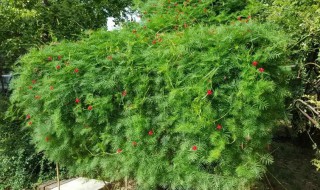 都有什么样的植物是爬蔓的植物