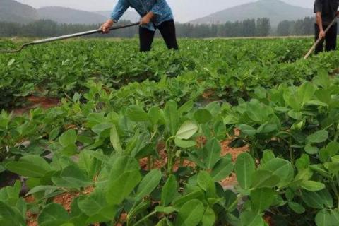 花生的最佳种植时间，附种植方法