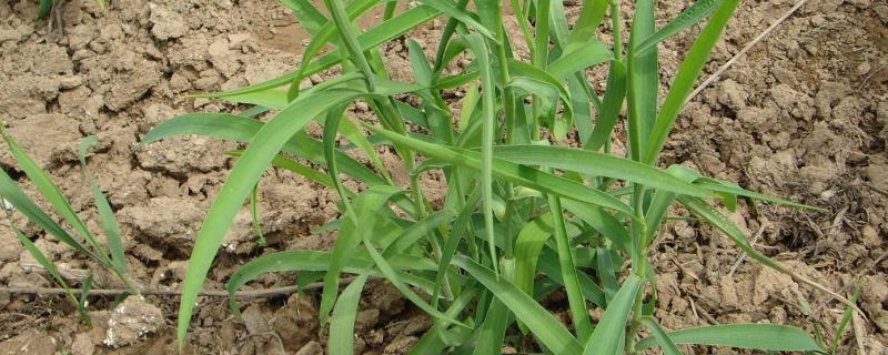 柴胡种植方法及时间（柴胡种植季节）