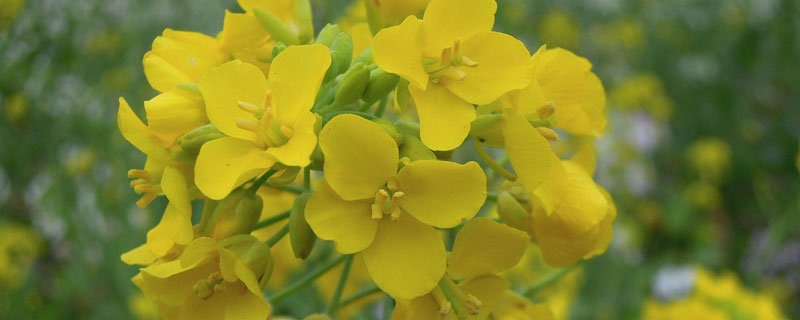 锦州油菜花种植基地在哪里 锦州苗家村油菜花