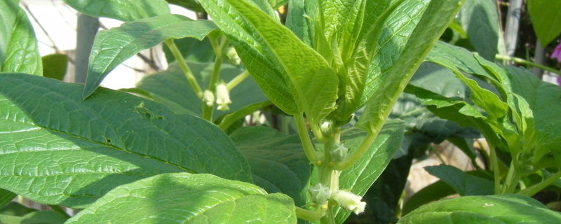 芝麻地阔叶草用什么除草剂，芝麻地阔叶杂草用什么除草剂