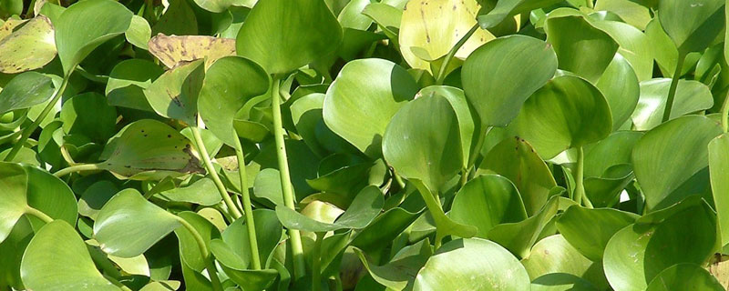 在淡水中种植水葫芦是环保行为吗