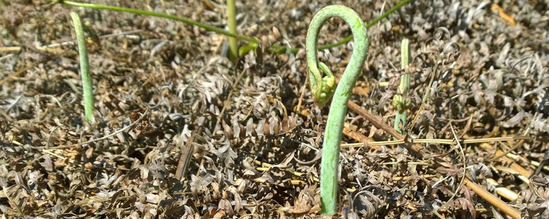 蕨菜种植从哪里买苗