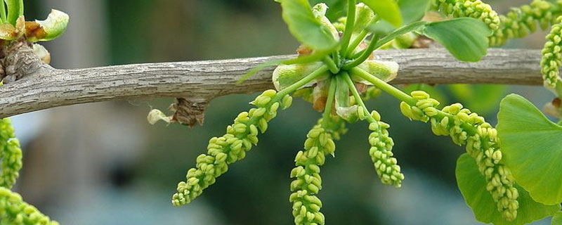 银杏树什么时候开花，银杏树什么时候开花,香味怎么样,花是什么颜色