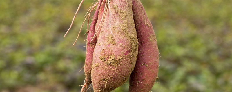 蜜薯种植条件