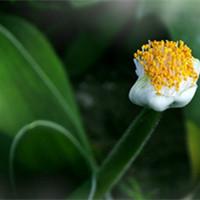 黑心菊（黑心菊简介）