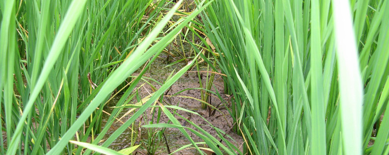 野荸荠用什么药打