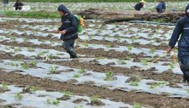 苦瓜种植管理技术与主要步骤（盆栽苦瓜种植技术与管理法）