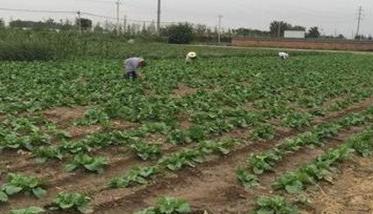 大白菜如何进行田间管理 大白菜的田间管理方法