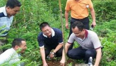 茯苓种植技术及过程是怎样的