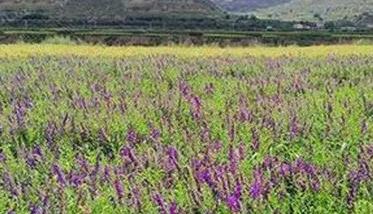 黄芩栽培方法 中药黄芩种植技术要点