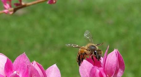 蜜蜂采蜜