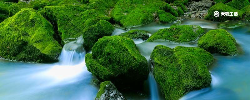 庭院地面上的青苔怎样消除