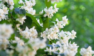 大蒜怎么种茉莉花盆栽（茉莉花可以用大盆种吗）