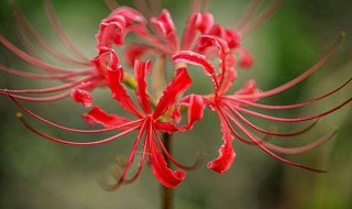 彼岸花盆栽怎么种开花（彼岸花盆栽种植方法）