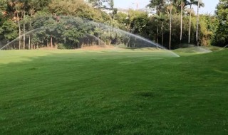 夏天草皮怎么浇水，草皮种好怎么浇水