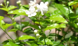 夏天的茉莉花怎么浇水，茉莉花夏天怎么浇水和施肥