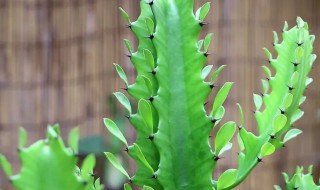 龙骨花夏天怎么浇水 龙骨花夏季浇水