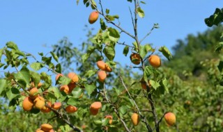 夏天种植杏子怎么种 夏天可以移栽杏树吗