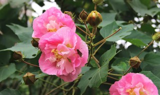 芙蓉什么季节开花（芙蓉花什么季节开花）