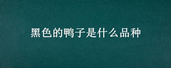 黑色的鸭子是什么品种，黑色的鸭子是什么品种会飞