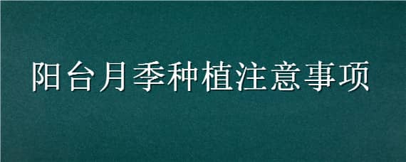 阳台月季种植注意事项，阳台月季种植注意事项视频