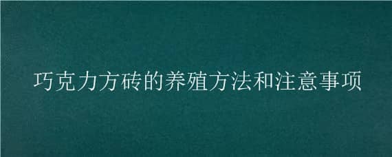 巧克力方砖的养殖方法和注意事项