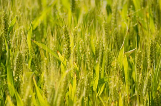 马兰1号小麦品种种植要点