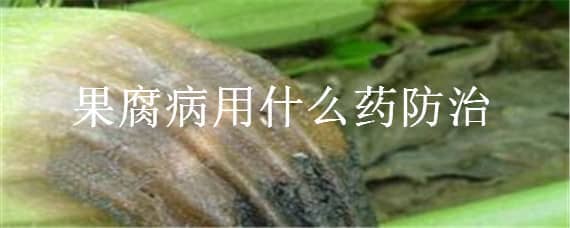 果腐病用什么药防治（辣椒果腐病用什么药防治）