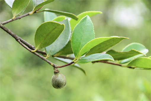 茶油树怎么种植怎么管理？一亩能产多少斤油？