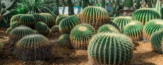 种植仙人球的注意事项（种植仙人球的注意事项是什么）