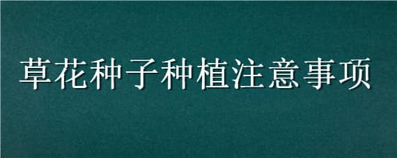 草花种子种植注意事项（草花种子种植注意事项是什么）