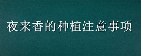 夜来香的种植注意事项 夜来香的种植方法和时间