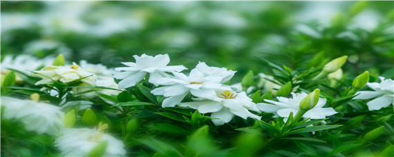 栀子花适合什么土壤生长（栀子花适合什么土壤生长快）