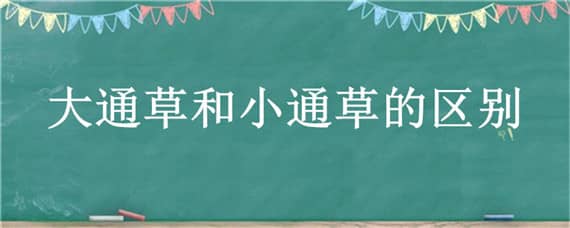 大通草和小通草的区别 大通草和小通草的区别图片