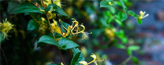 冬季种植中药材怎么防冻害（冬天植物防冻怎么处理）