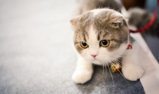 幼猫能不能吃牛肉猫条（幼猫能不能吃牛肉猫条零食）