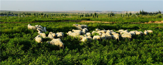 西北地区发展什么农业 西北地区发展什么农业好