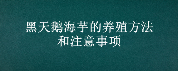 黑天鹅海芋的养殖方法和注意事项