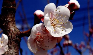 哪种花在古代被称为及第花（哪种花在古代被称为及第花,桃花,杏花）