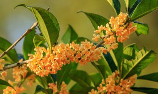 庭院桂花怎么养才长得好（庭院桂花树怎么养才长得好）