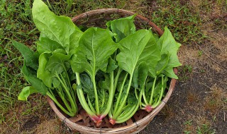 菠菜凉拌粉丝做法步骤（菠菜凉拌粉丝做法步骤视频）