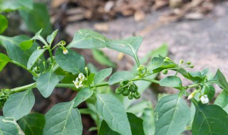 龙葵草可以当菜吃吗（龙葵草可以当菜吃吗功效）