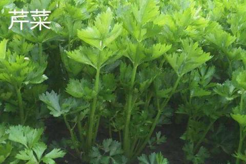 广东6月份适合种植什么菜