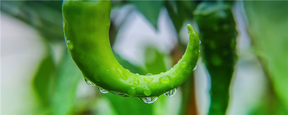 辣椒种植间距多少，辣椒种植间距多少为宜