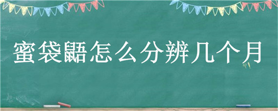 蜜袋鼯怎么分辨几个月 怎么判断蜜袋鼯几个月