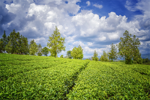 普洱茶园