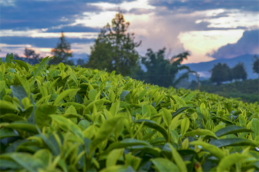 普洱茶什么时候喝最好？哪里产的普洱茶比较好？