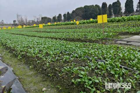 什么是非法占用农用地罪?